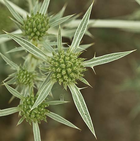 Capítulos de cardicuca (Eryngium campestre) 