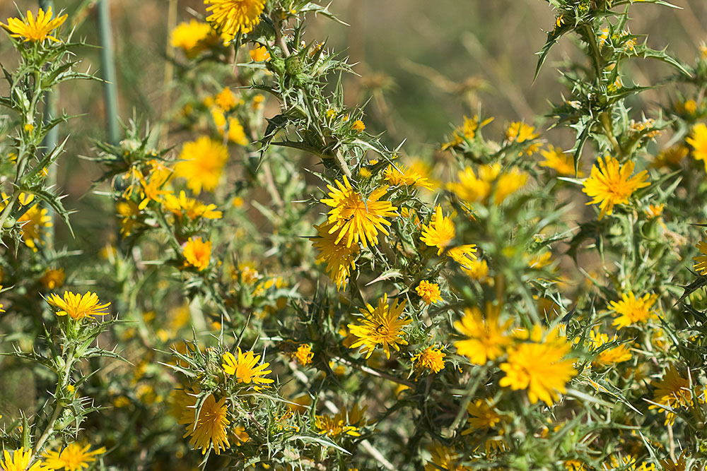 Flor del cardillo (Scolymus hispanicus L )