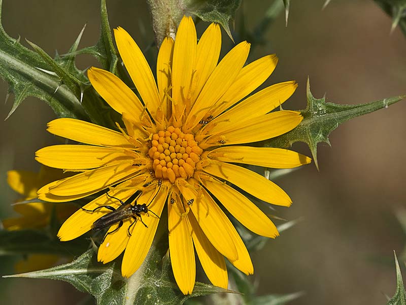 Flor del cardillo (Scolymus hispanicus L )