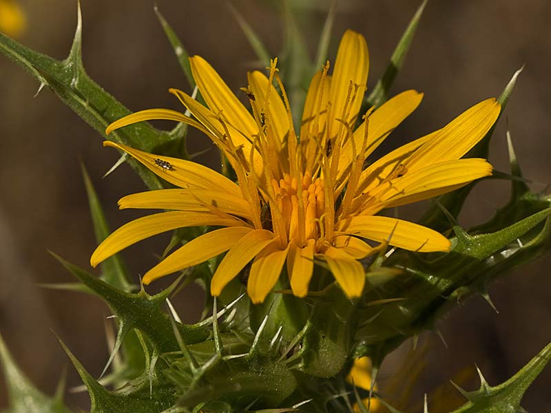 Flor del cardillo (Scolymus hispanicus L )