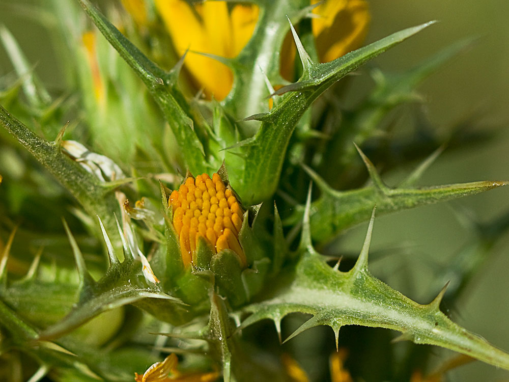 Flor del cardillo (Scolymus hispanicus L )