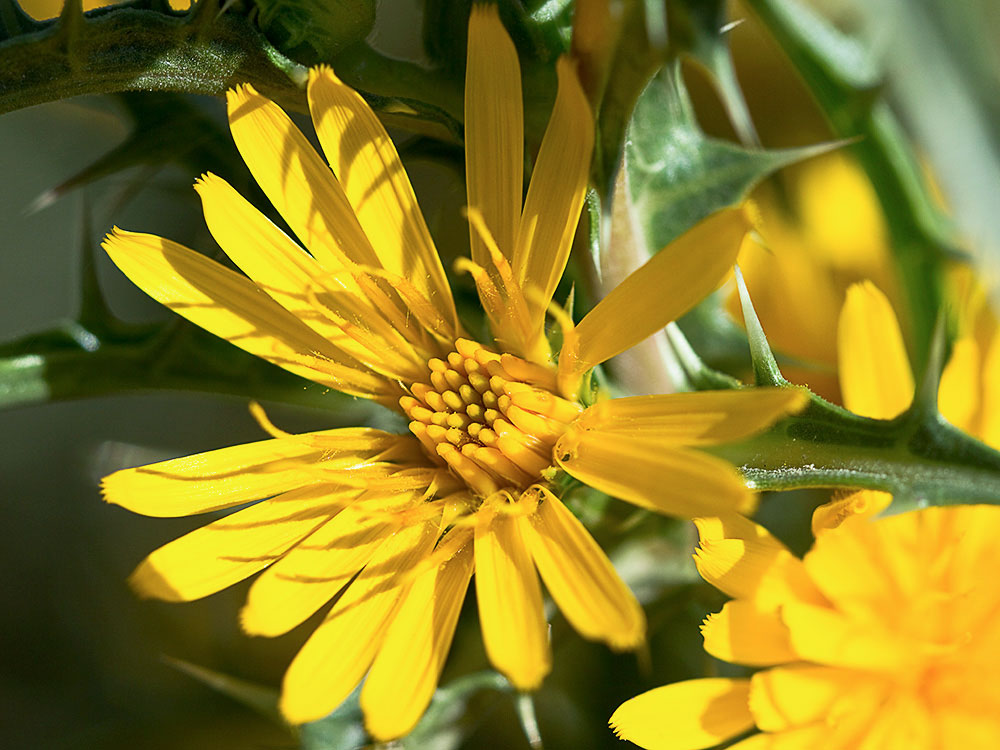 Flor del cardillo (Scolymus hispanicus L )