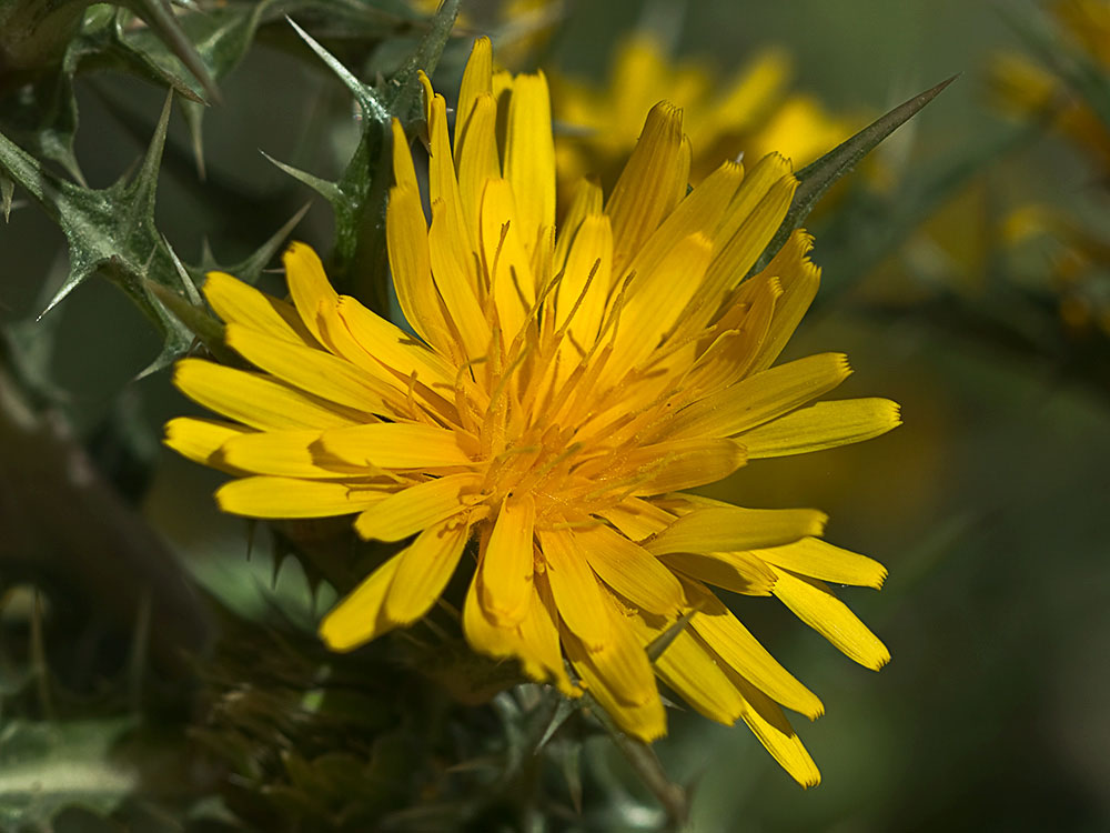 Flor del cardillo (Scolymus hispanicus L )