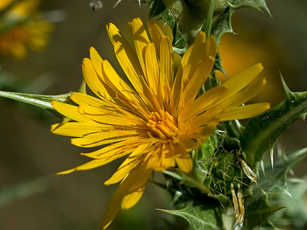 Flor del cardillo (Scolymus hispanicus L )