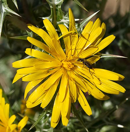 Flor del cardillo (Scolymus hispanicus L )