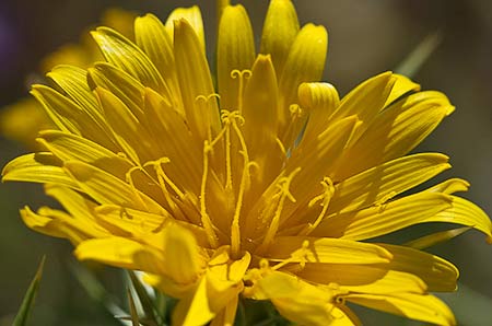 Flor del cardillo (Scolymus hispanicus L )