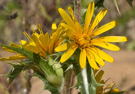 Flor del cardillo en verano(Scolymus hispanicus)