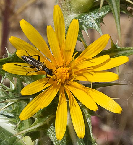 Cardillo en flor (Scolymus hispanicus)