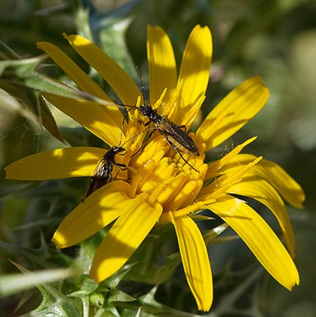 Flor del cardillo (Scolymus hispanicus L )