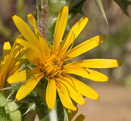 Flor del cardillo (Scolymus hispanicus L )