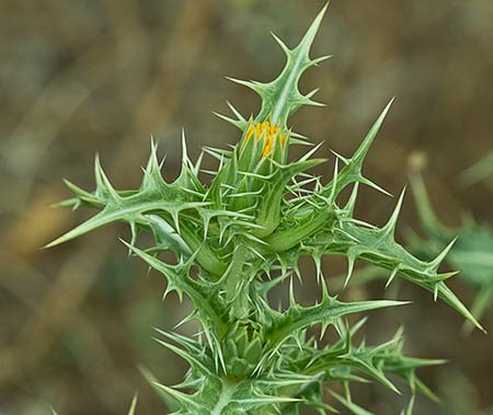 Mata del azotacristos (Scolymus hispanicus) 
