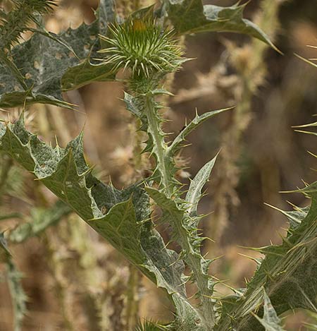 Carduus acanthoides, Mata de cardo
