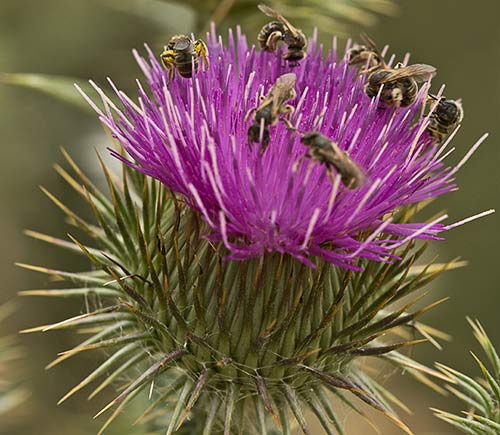 Carduus acanthoides, Inflorescencia del cardo