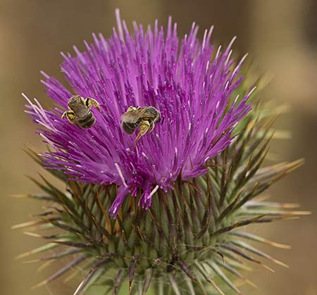 Carduus acanthoides