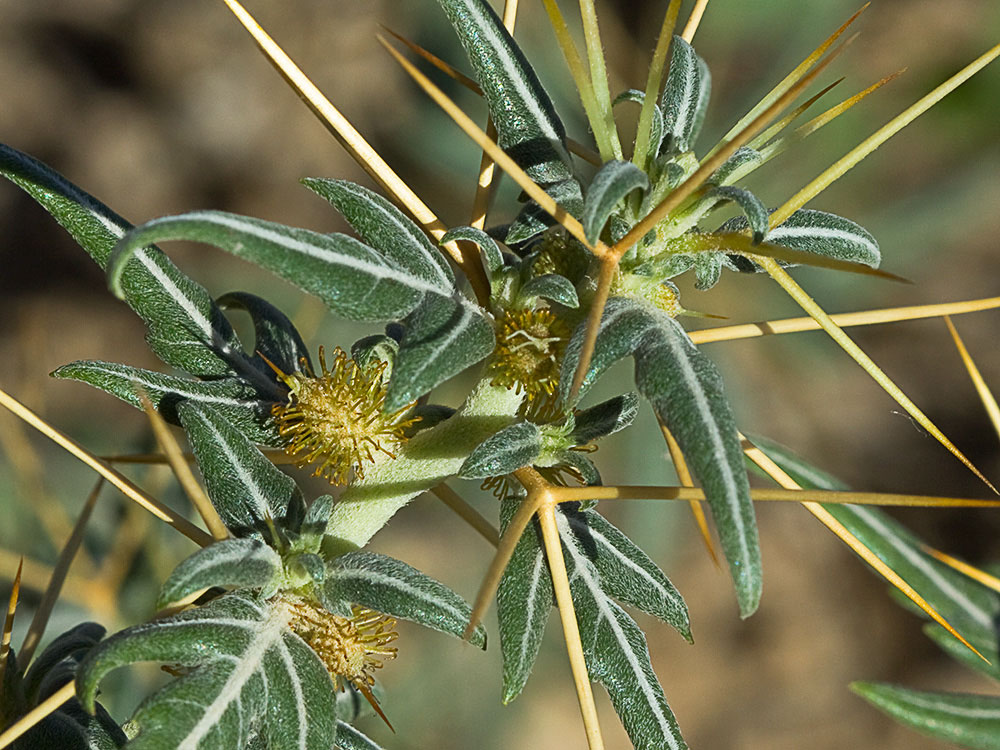 Cardo banquetero (Xanthium spinosum)