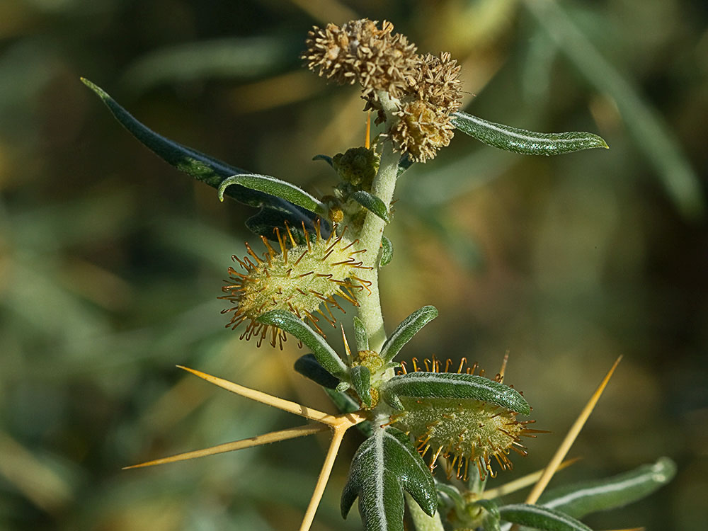 Cardo banquetero (Xanthium spinosum)