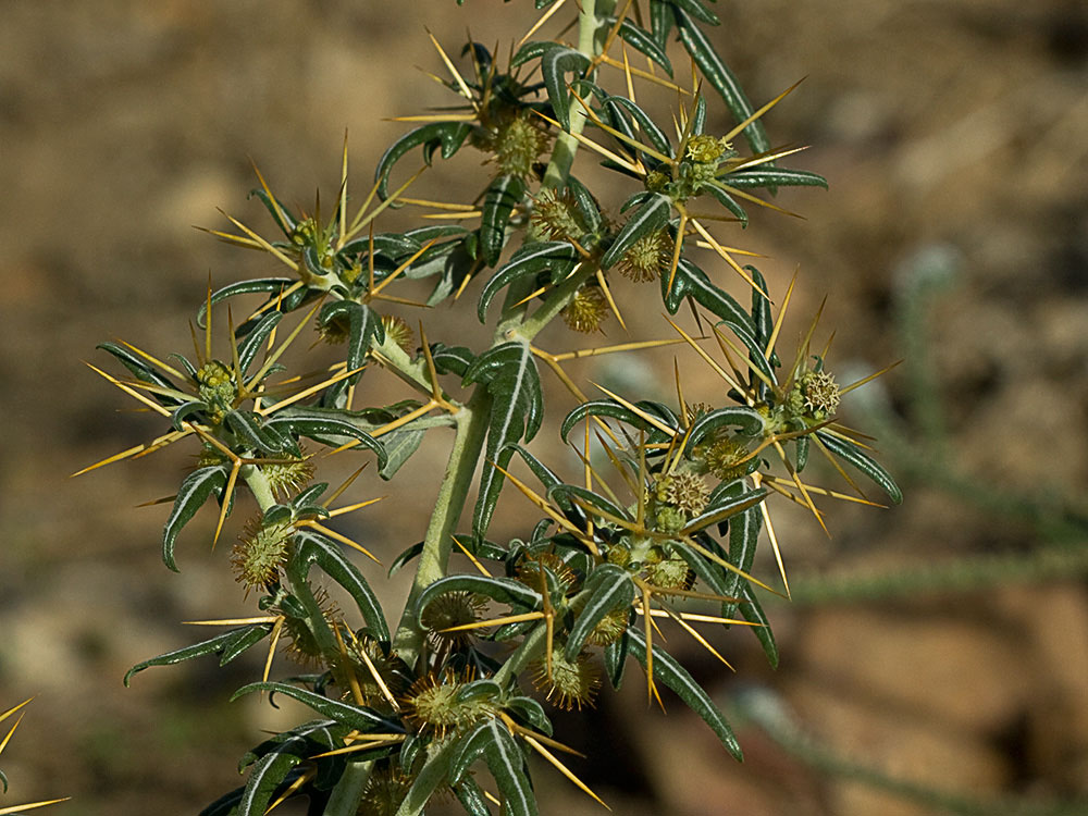 Cardo banquetero (Xanthium spinosum)