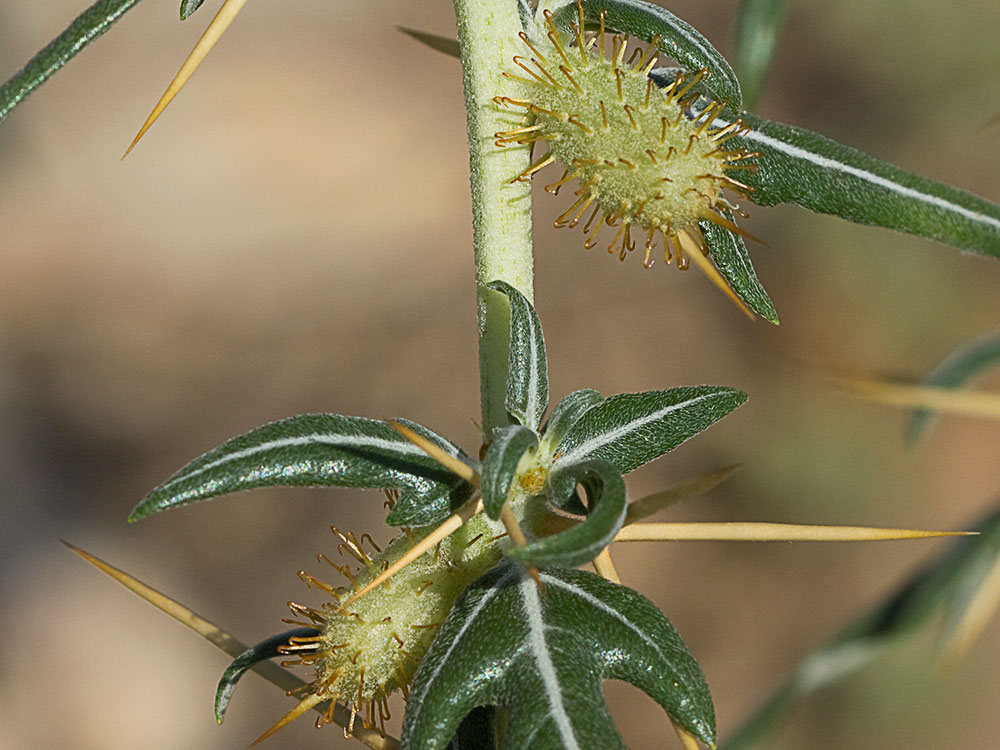 Cardo banquetero (Xanthium spinosum)