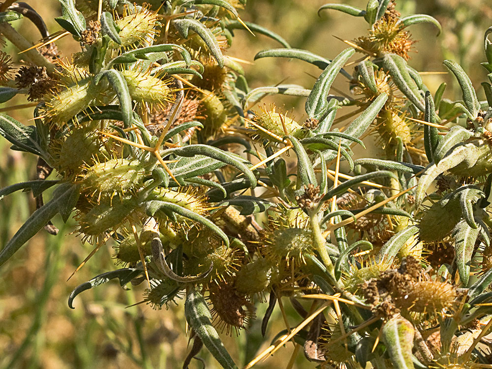 Cardo banquetero (Xanthium spinosum)
