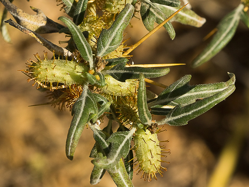 Cardo banquetero (Xanthium spinosum)