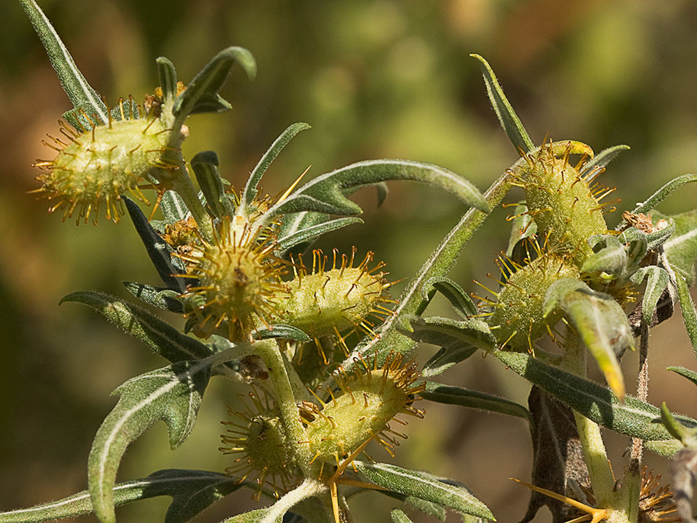 Cardo banquetero (Xanthium spinosum)
