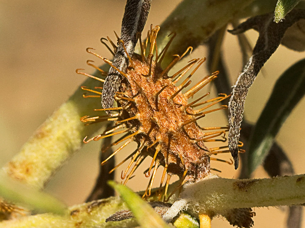 Fruto Cardo banquetero (Xanthium spinosum)