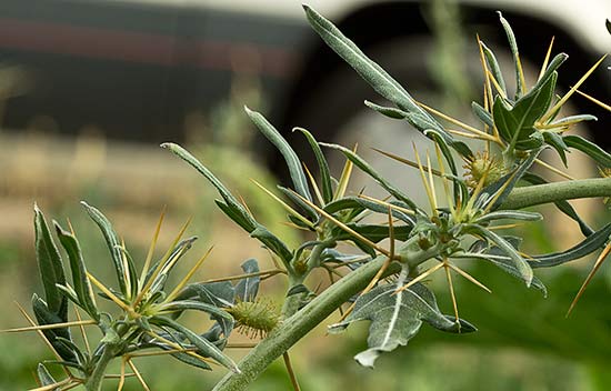 Cardo banquetero (Xanthium spinosum)