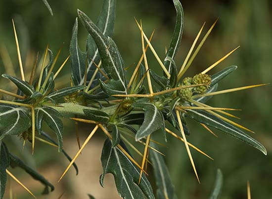 Cardo banquetero (Xanthium spinosum)