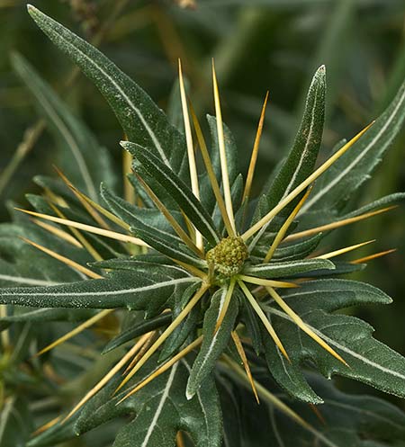 Cardo garbancero (Xanthium spinosum)
