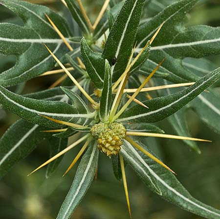 Cardo banquetero (Xanthium spinosum)
