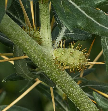 Cardo banquetero (Xanthium spinosum)