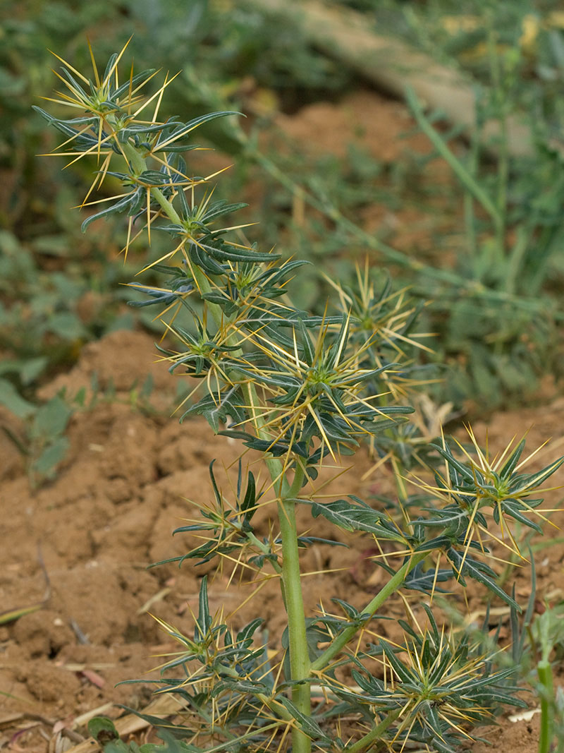 Cardo banquetero (Xanthium spinosum)