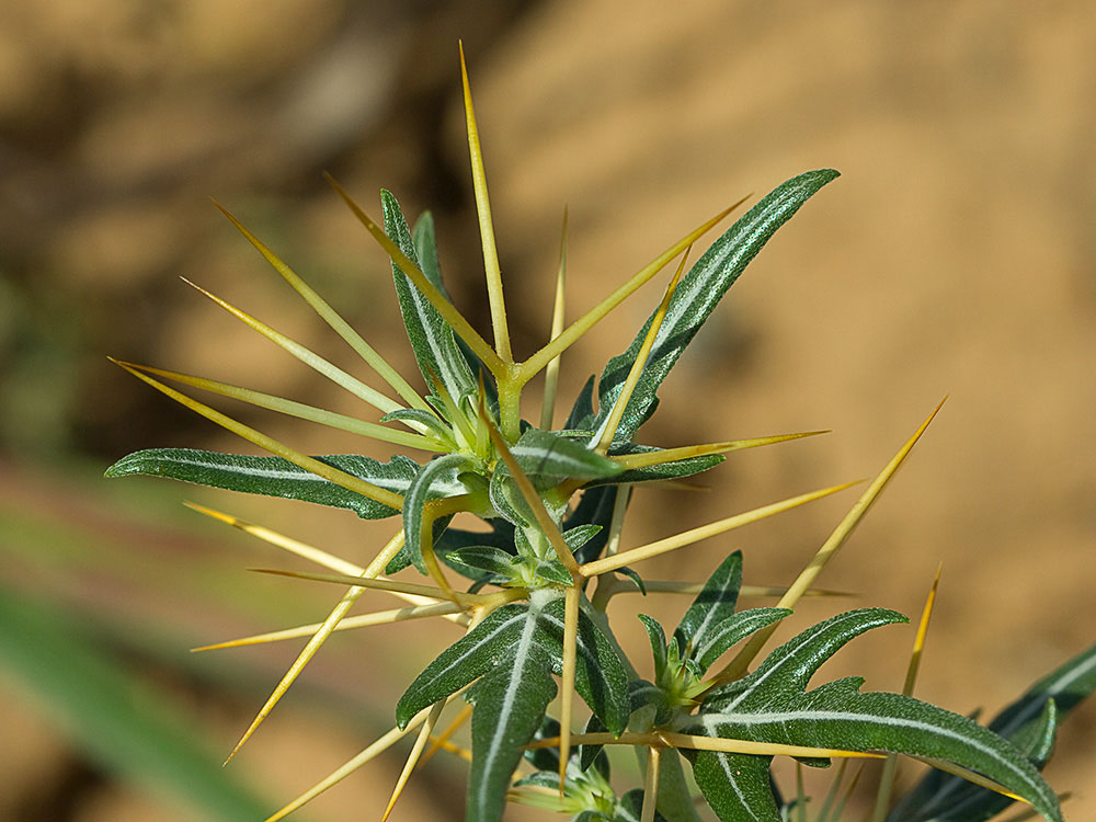 Cardo banquetero (Xanthium spinosum)