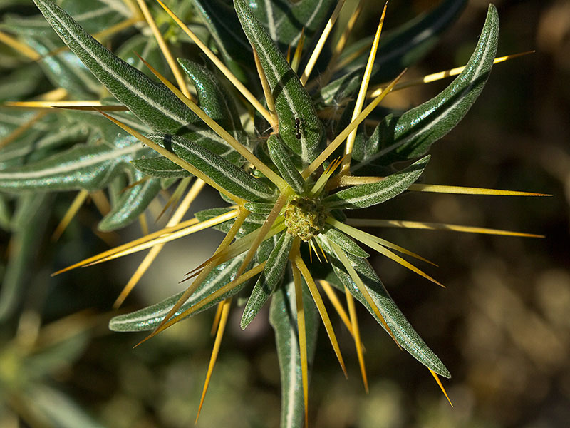 Cardo banquetero (Xanthium spinosum)