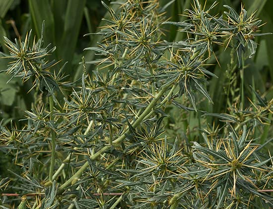 Matas del Cardo banquetero (Xanthium spinosum)