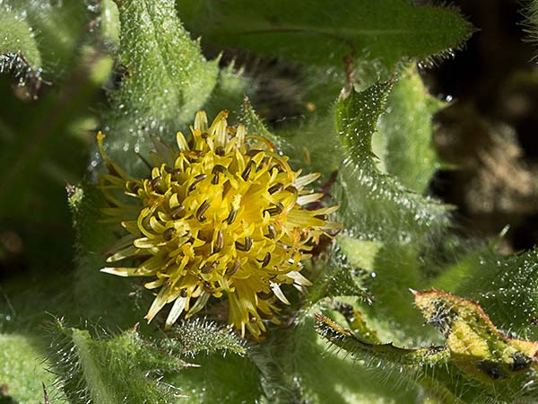 Cardo bendito (Cnicus benedictus)