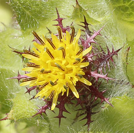 Flor del cardo bendito (Cnicus benedictus)