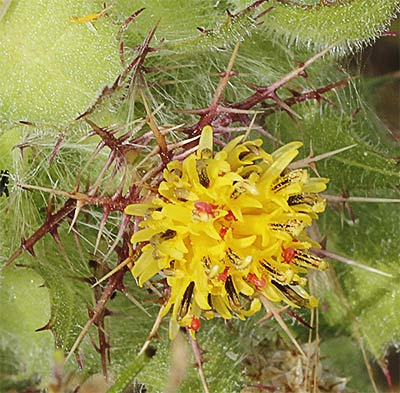 Flor del cardo santo (Cnicus benedictus)