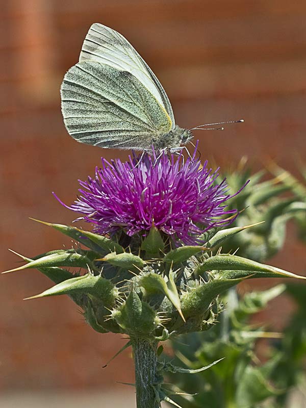Flor del cardo blanco o mariano (Silybum marianum)