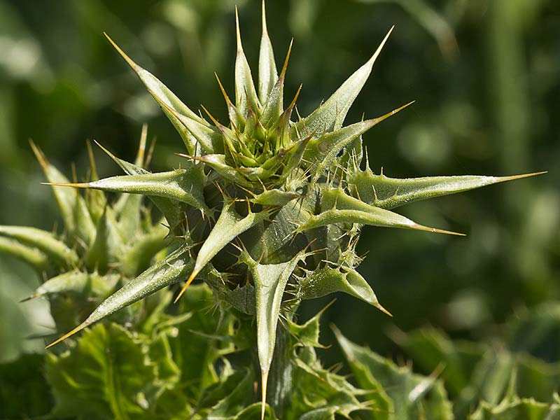 Cardo blanco (Silybum marianum)