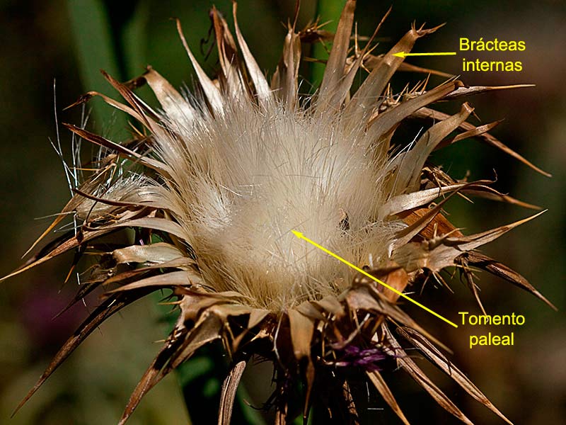 Flor seca del cardo blanco o mariano (Silybum marianum)