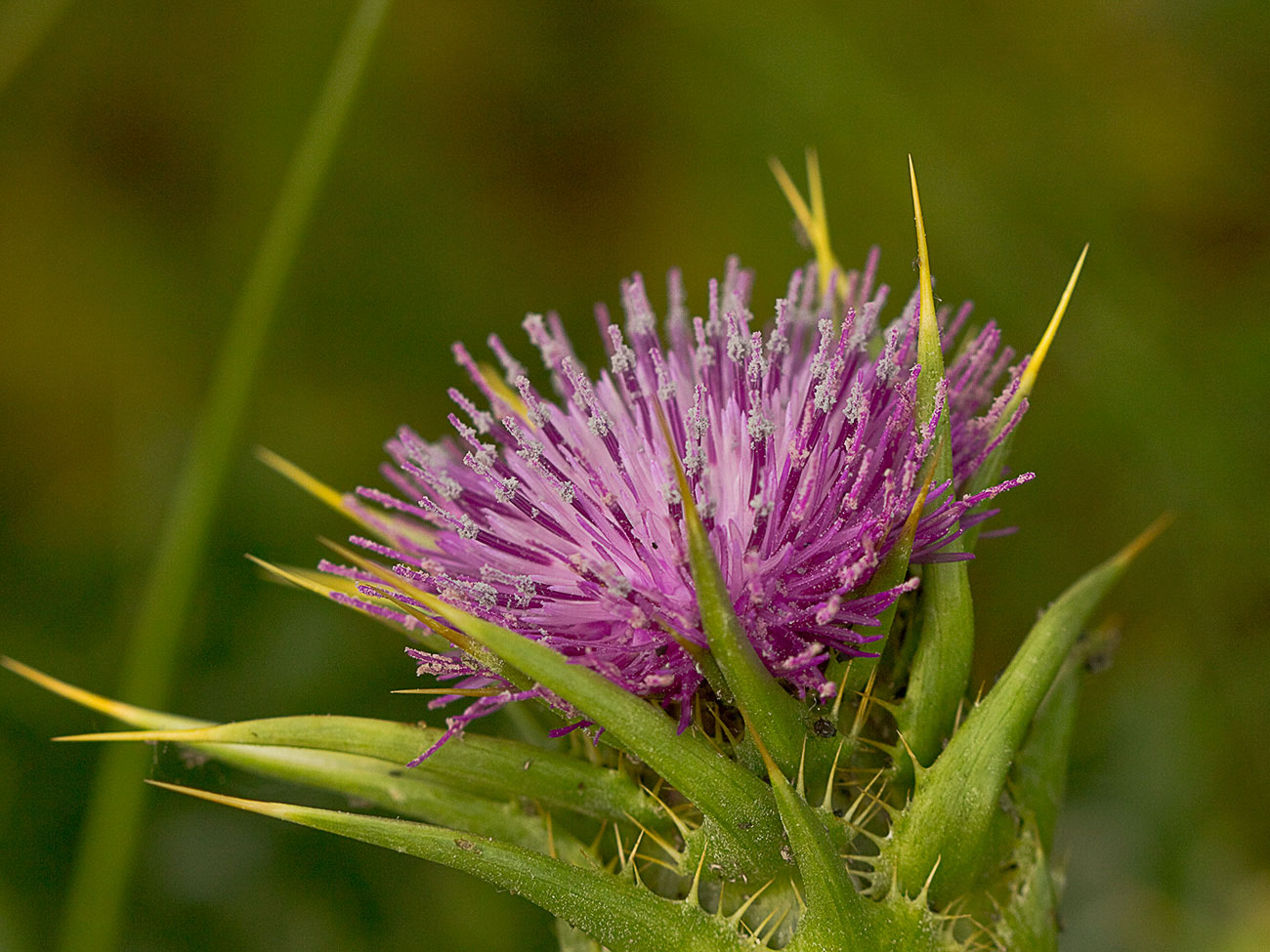 Flor del cardo blanco o mariano (Silybum marianum)