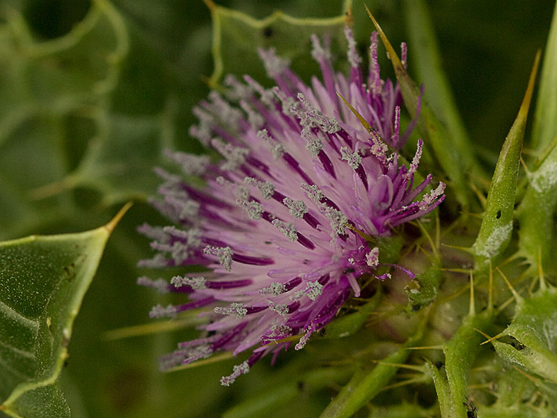 Flor del cardo blanco o mariano (Silybum marianum)