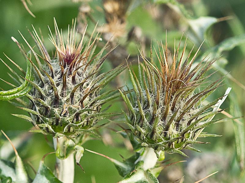 Cardo blanco (Silybum marianum)