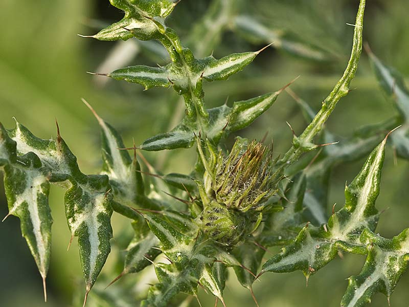 Cardo blanco (Silybum marianum)