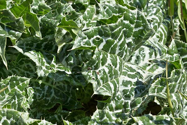 Flor del cardo blanco o mariano (Silybum marianum)