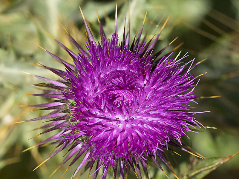 Onopordum macracanthum. Cardo borriquero