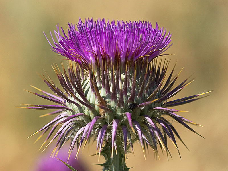 Onopordum macracanthum. Cardo borriquero