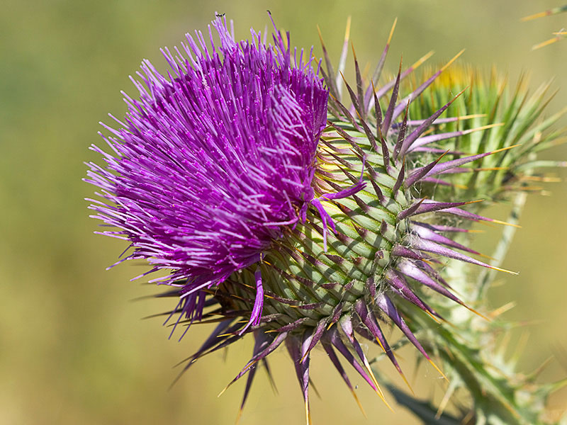 Onopordum macracanthum. Cardo borriquero