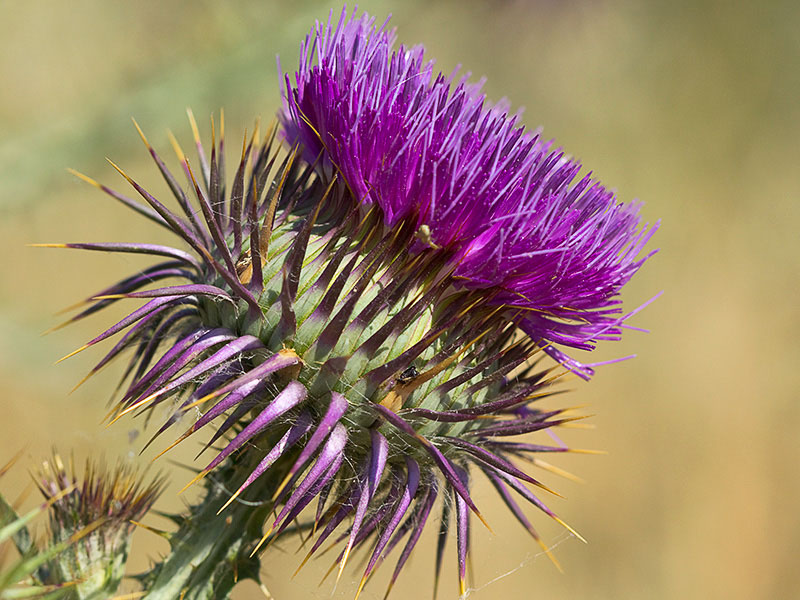 Onopordum macracanthum. Cardo borriquero